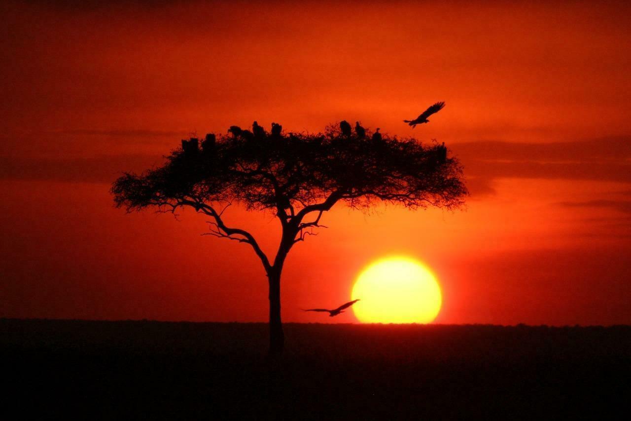 AFRICAN ACACIA TREE Sunset Nature Picture Poster Photo Print plants vachellia