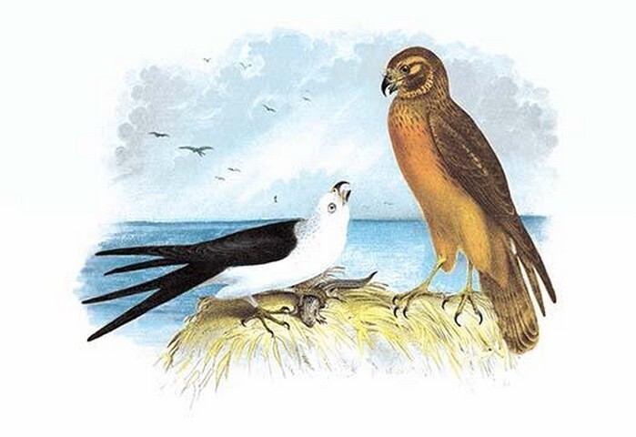 Swallow-Tailed Kite and Marsh Hawk Theodore Jasper Poster Print