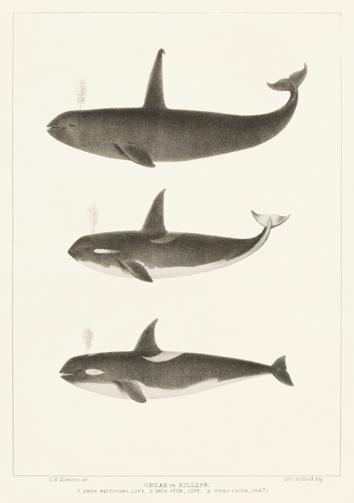 11685.Decor Poster.Room Wall design.Home art.Orca Killer Whale 1872 drawing