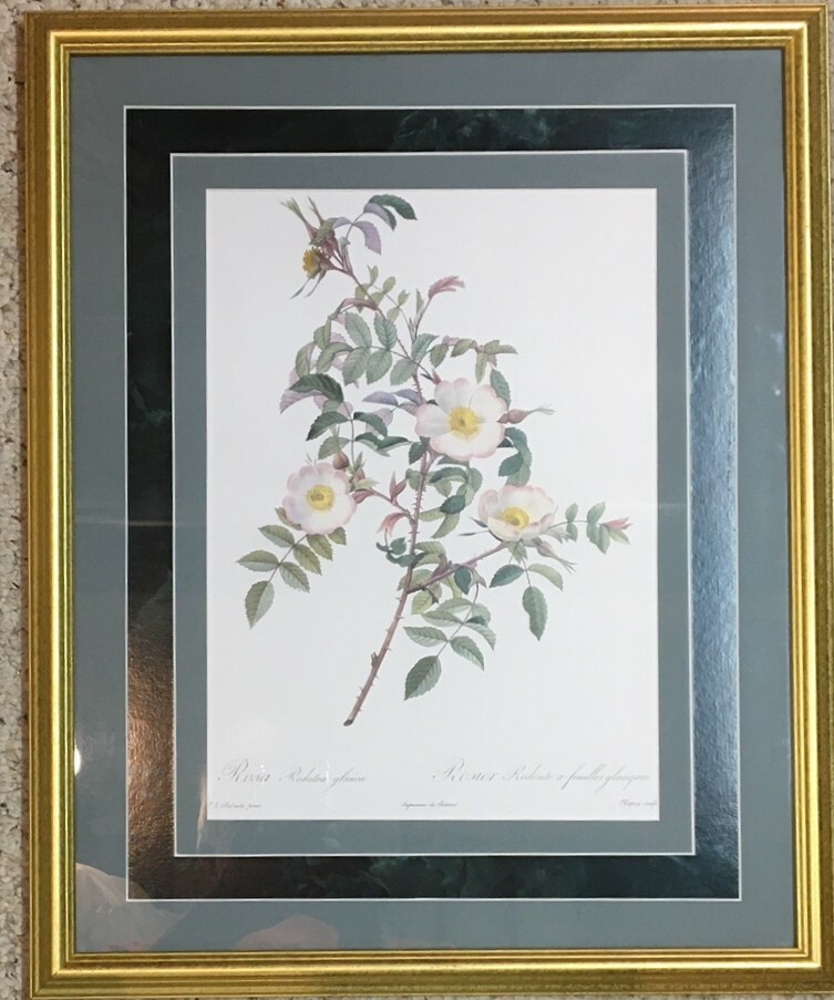 Rosa Redutea Glauca – 21′ X 17″ Framed Print Copy, Beautiful Floral Piece
