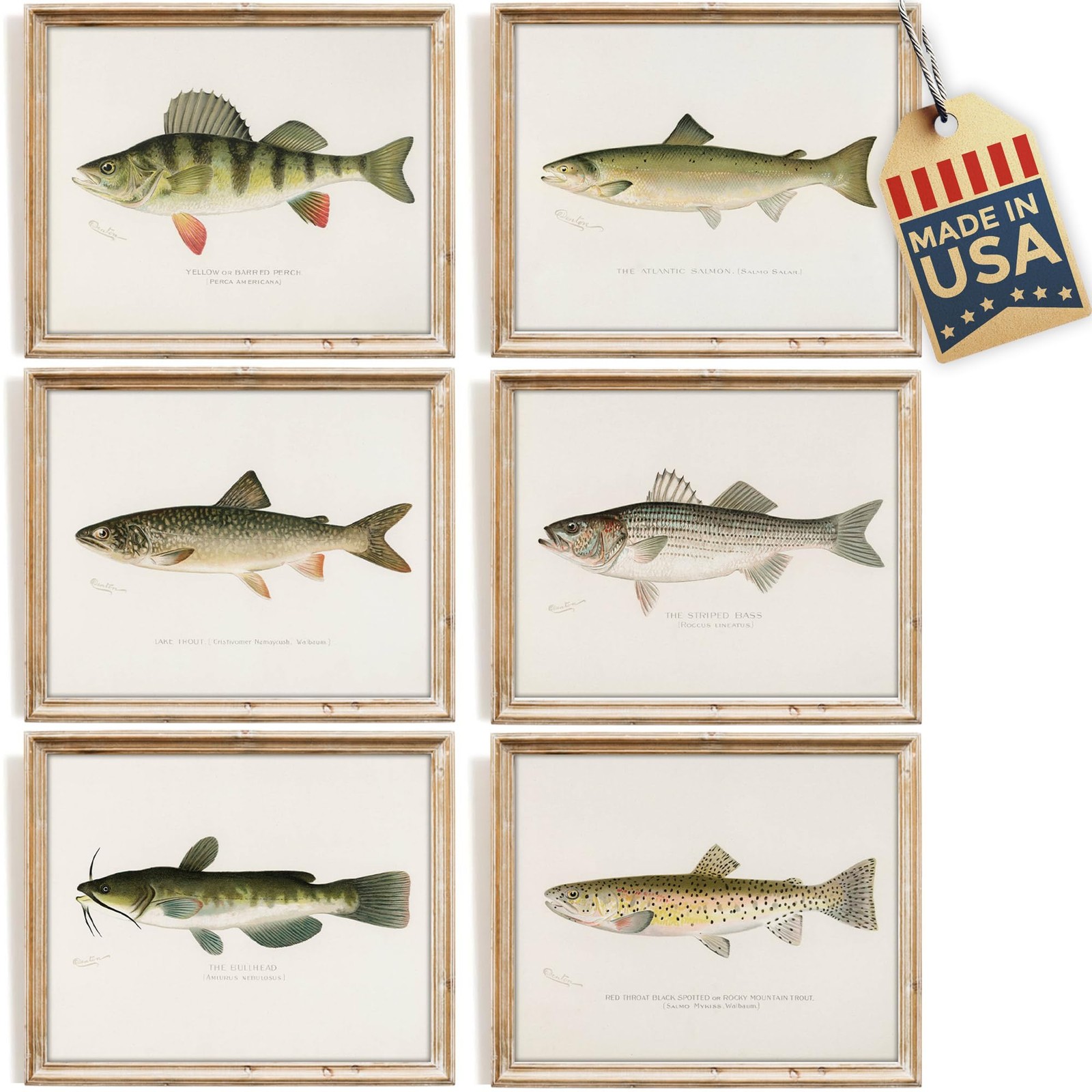 Vintage Fish Species Art Prints (Set of 6) – Unframed – 8×10 | Fishing Wall D…