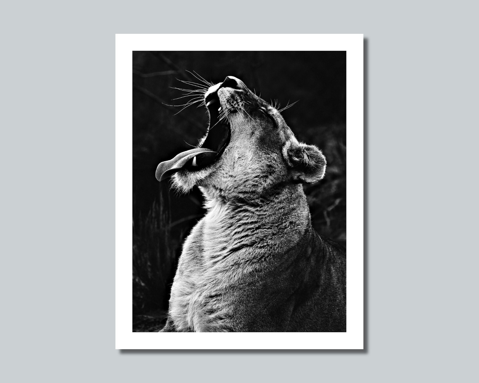 Female LION LIONESS Photo Picture AFRICA – 8×10 11×14 16×20 w/Framed Option (W4)