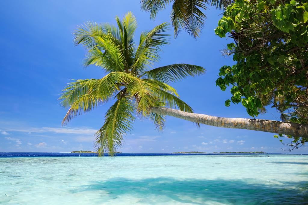 Palm Tree Extending Leaning Over Blue Ocean Photo Photograph Beach Sunset Landsc