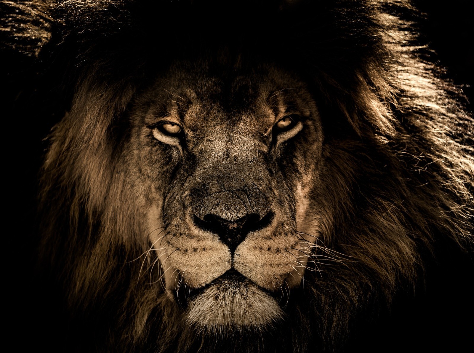 BLACK LION POSTER PAINTING ANIMAL PRINTS ART POSTERS WALL ART 18-INCH BY 12-INCH