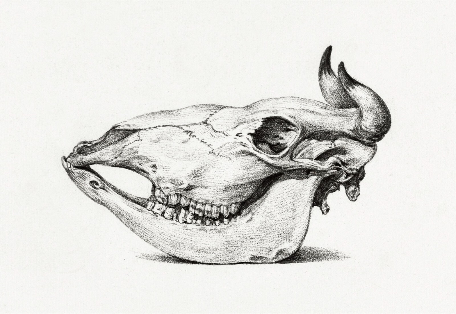 13087.Wall Decor Poster.Oriental home design.Jean Bernard drawing.Cow Skull