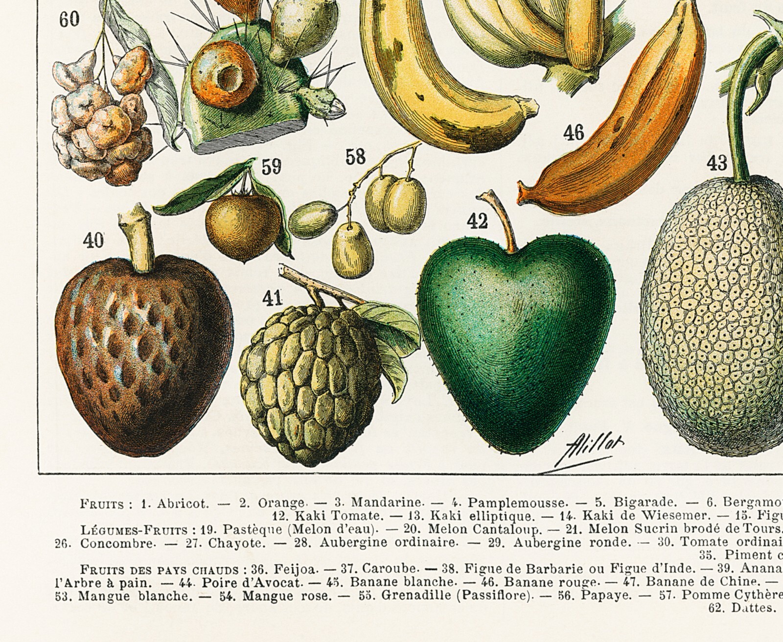 1897 French Retro Art Decorative Fruit Adolphe Millot Wall Poster Kitchen Decor