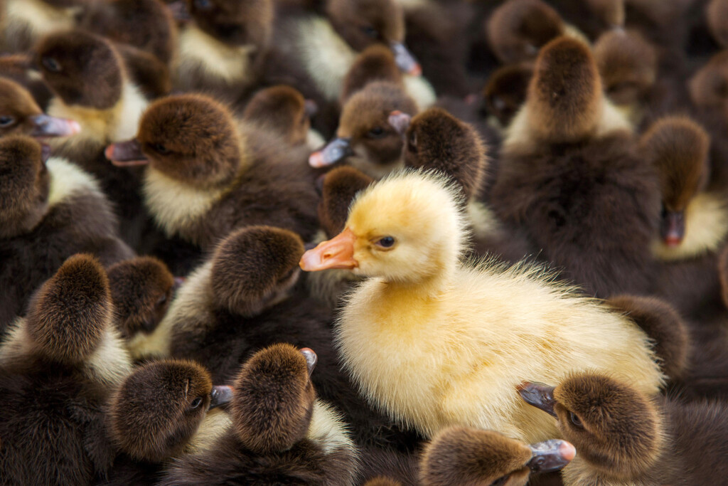 Cute Yellow Duck In Crowd of Brown Ducks Photo Art Print Poster 18×12