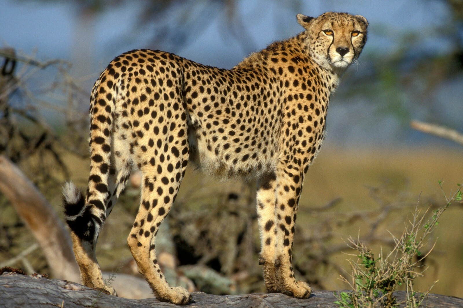 Standing CHEETAH GLOSSY POSTER PICTURE PHOTO Feline leopard africa cat Wildlife