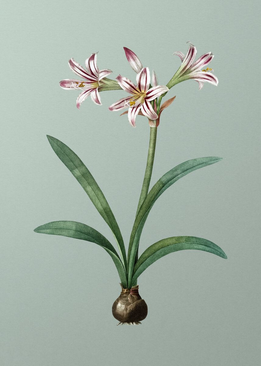 Amaryllis On Mint Green PREMIUM POSTER FILM PRINT HIGH QUALITY Thick paper