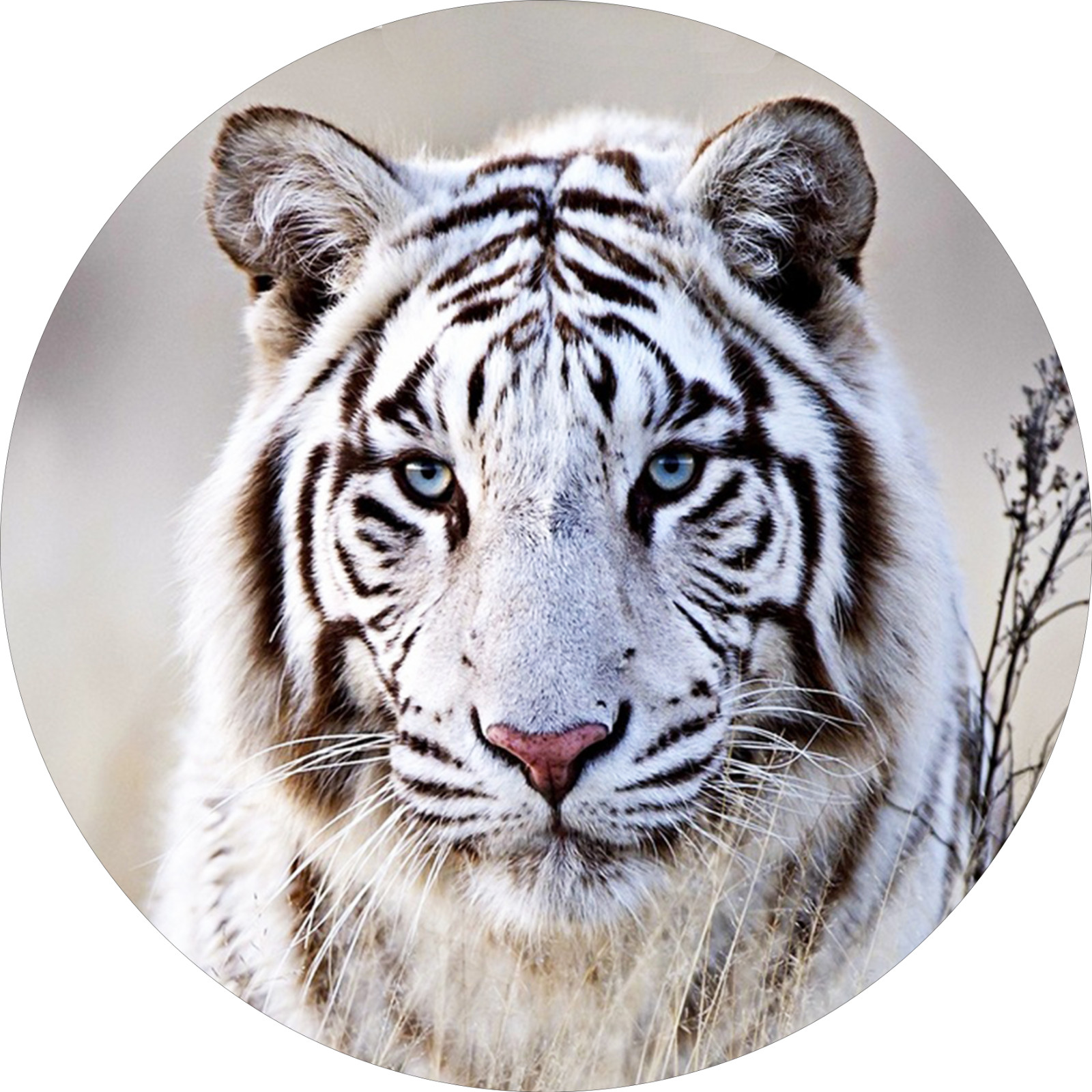 White Tiger Image, Acrylic Print, Animal Wall Art Home Decor