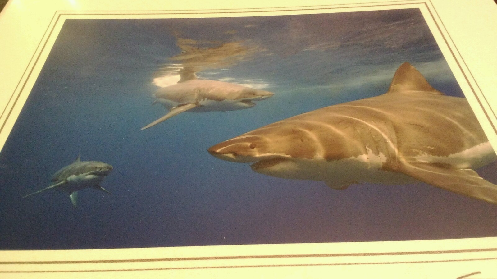 Great White Shark 3 Animal Photo Print 8×10 New Matted Wall Art HQ Gift Sealed