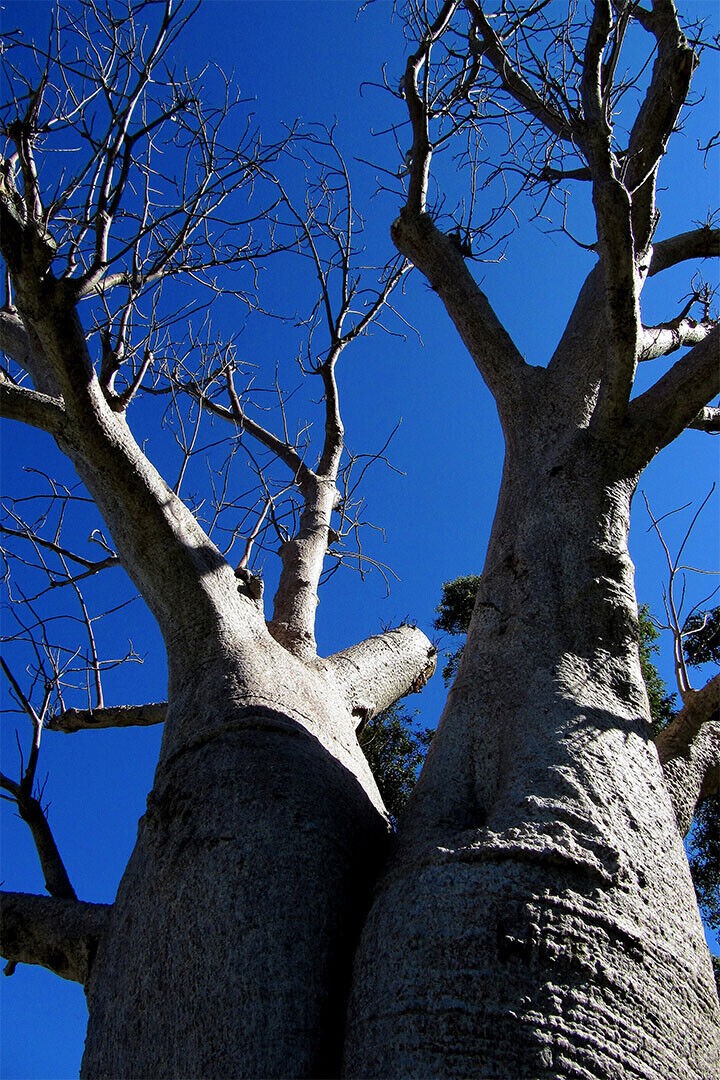 614952 Baobab Tree In Leaf Bottom Up View Wall Print Poster