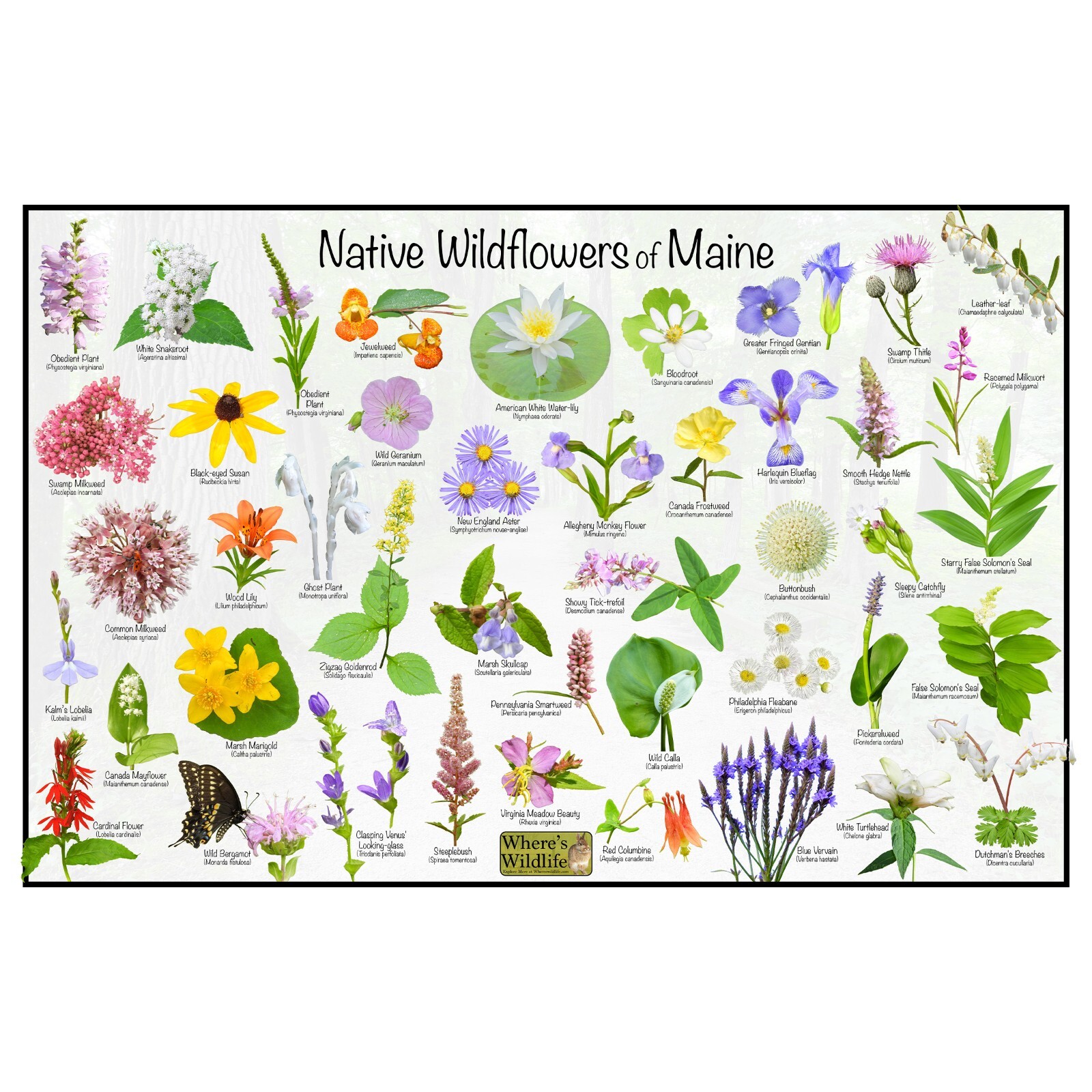 Native Wildflowers of Maine Flower Identification Poster / Flower ID Guide