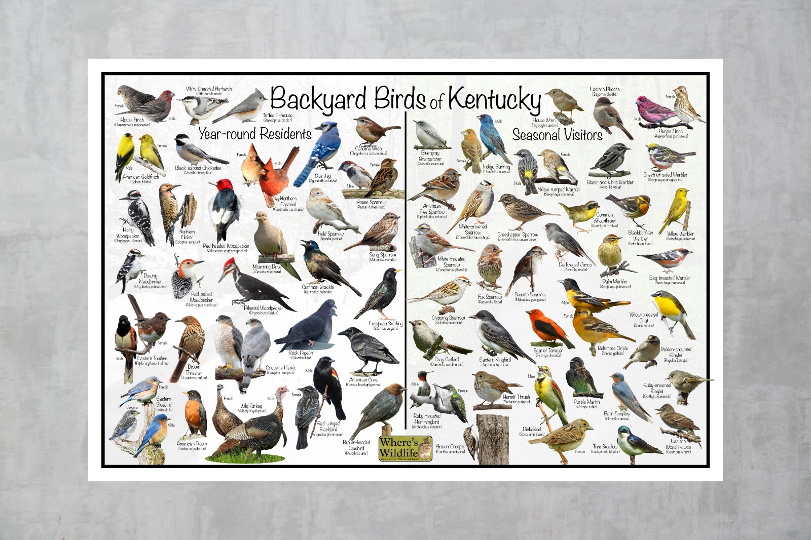 Backyard Birds of Kentucky Bird Identification Nature Poster / Quick Bird Guide