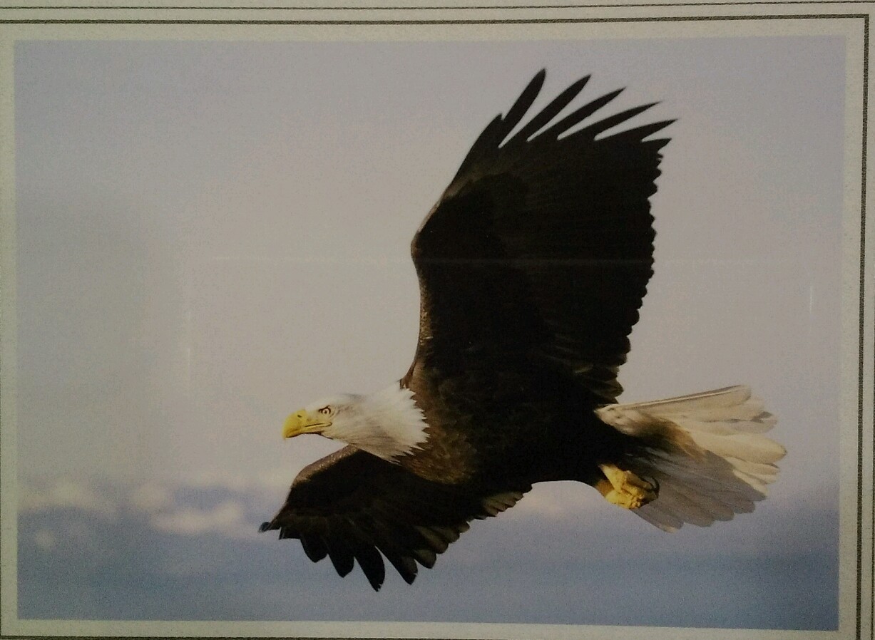 Bald Eagle Soars Fine Art HQ Photo Print New Matted 8×10 Steve Doan Signed Seale