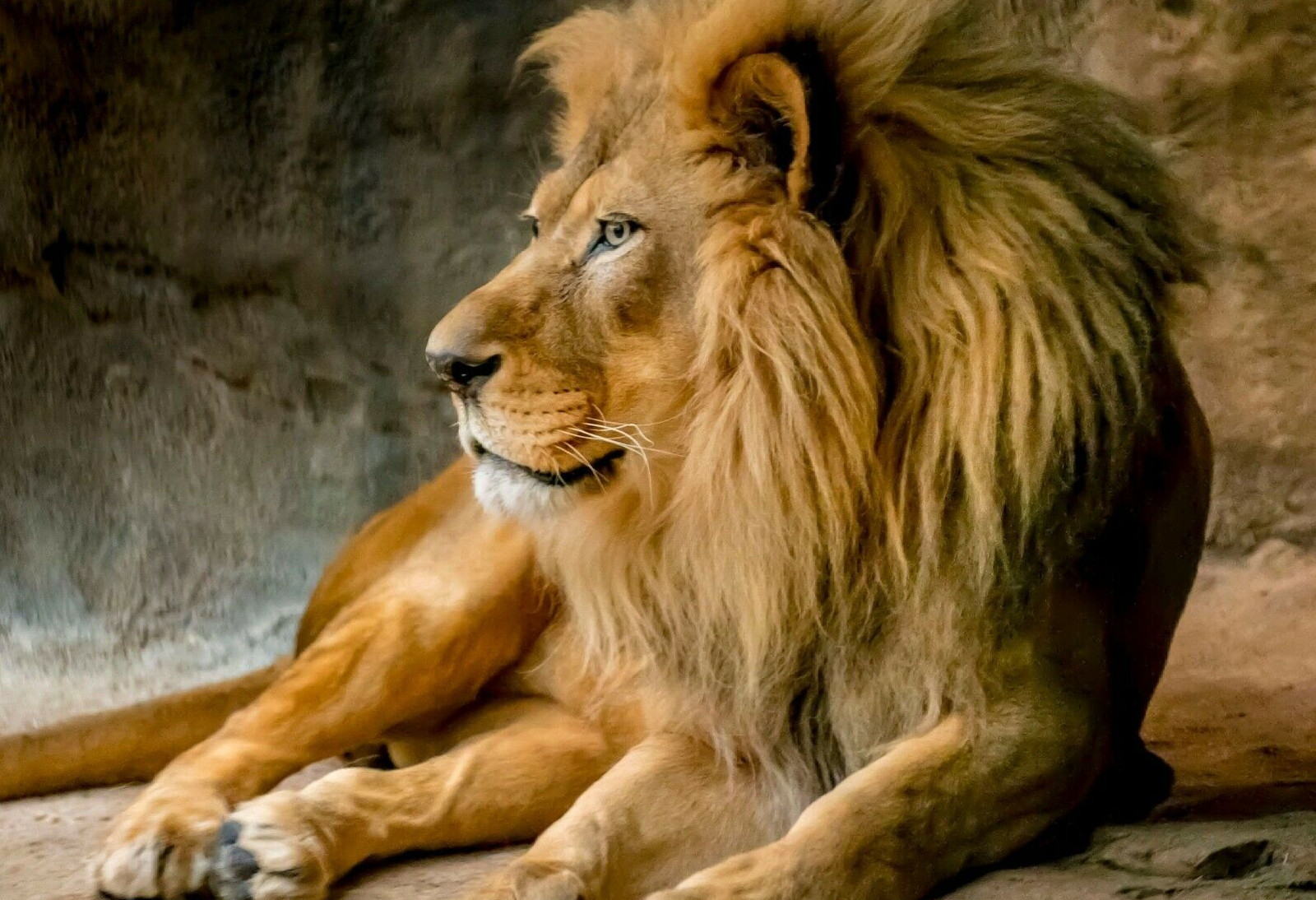 Male Lion GLOSSY POSTER PICTURE PHOTO beautiful wildlife Nature King of Jungle