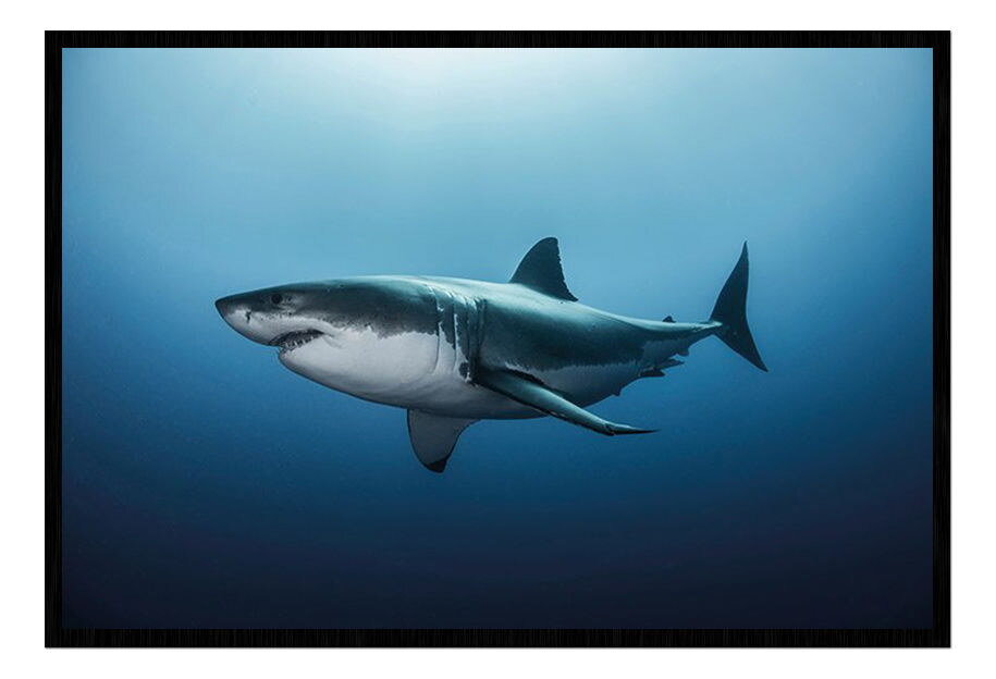 88546 Great White Shark Deep Blue Sea Decor Wall Print Poster