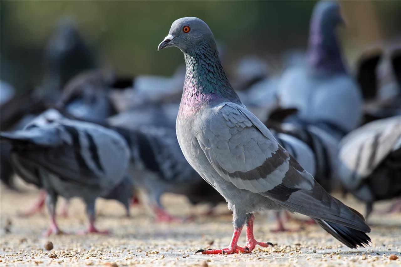 ROCK PIGEON BIRD GLOSSY POSTER PICTURE PHOTO BANNER PRINT 9287