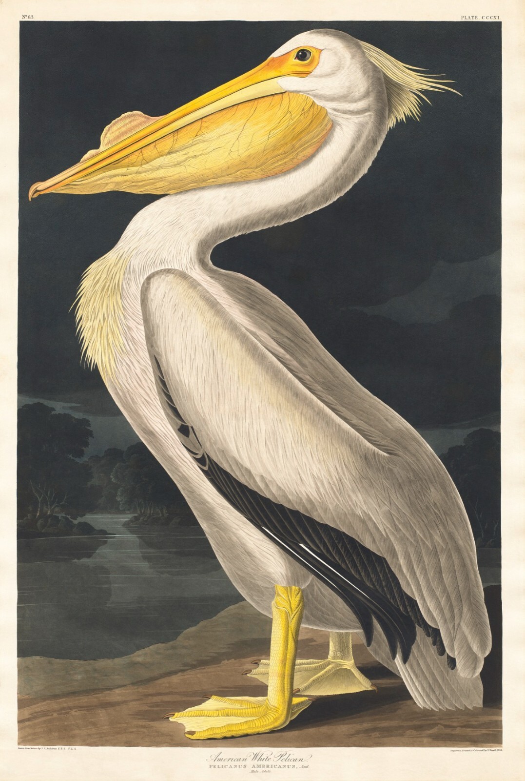12092.Poster print or canvas wall decor design.Audubon birds.American Pelican