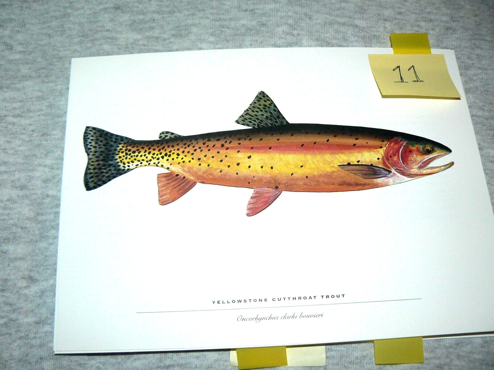 TROUT Fishing Wall Art Fish Vintage, Yellowstone Cutthroat TROUT