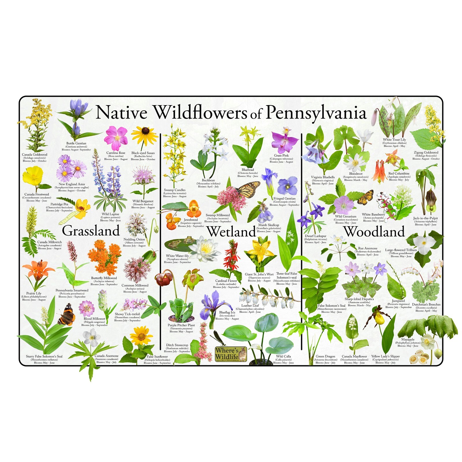 Native Wildflowers of Pennsylvania Flower Identification Poster Science Chart