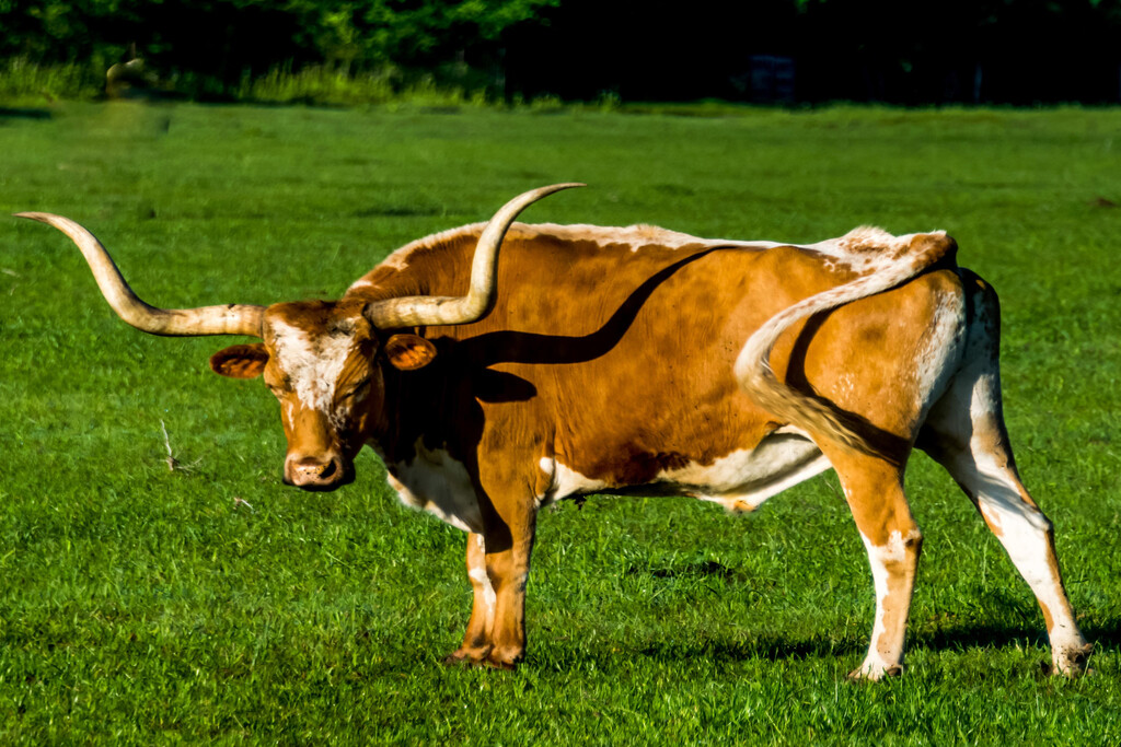 Longhorn Steer in an Open Field Photo Art Print Poster 18×12