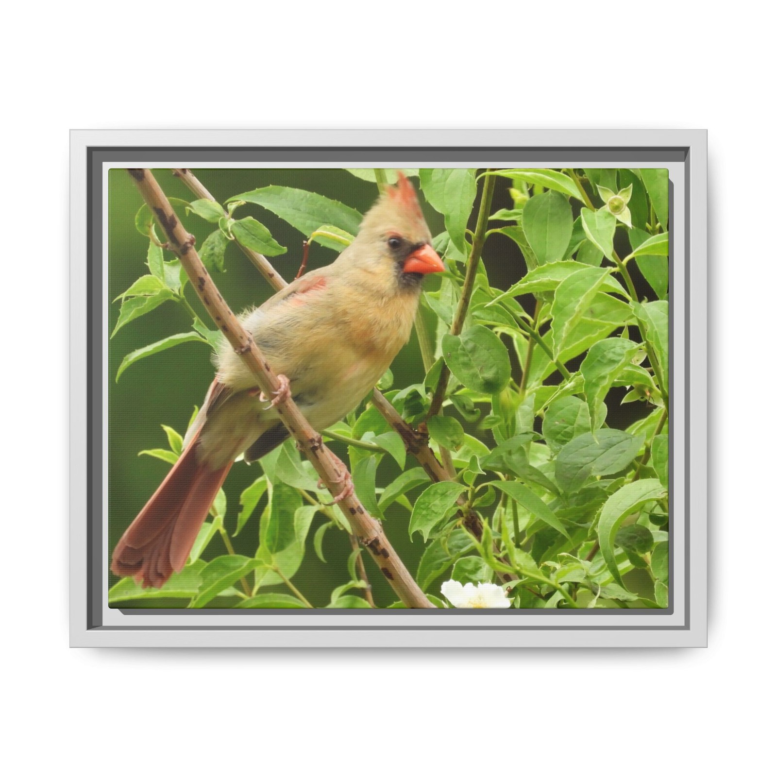 Female Cardinal Bird Matte Canvas Framed Wall Art | Nature Print