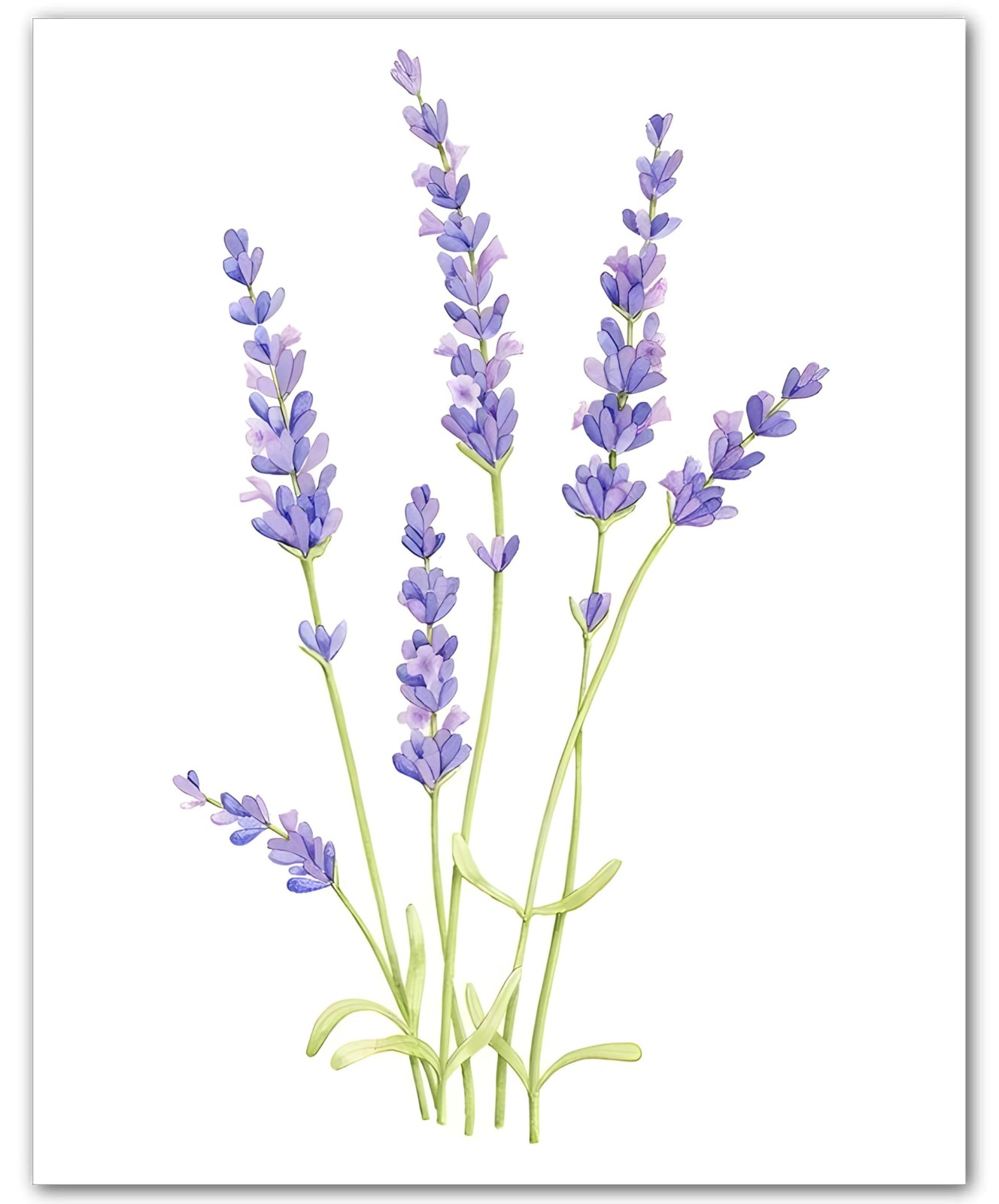 Botanical Lavender Stem Trio Lavender 8×10 Floral Print Wall Art Poster