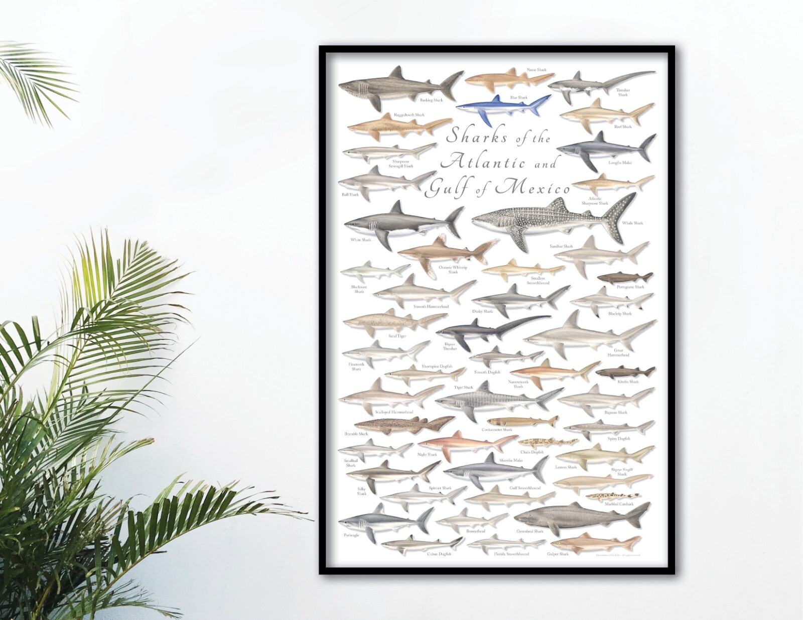 24×36 Sharks of the Atlantic and Gulf of Mexico poster
