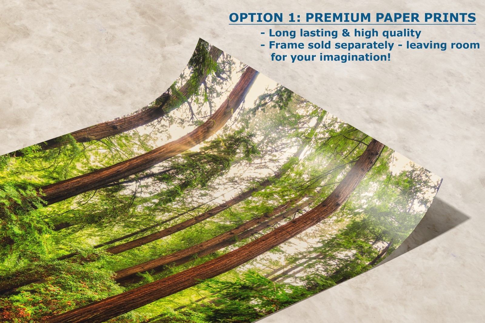 California Redwood Trees Print | Sunrise Forest Wall Art for Home Decor & Gifts