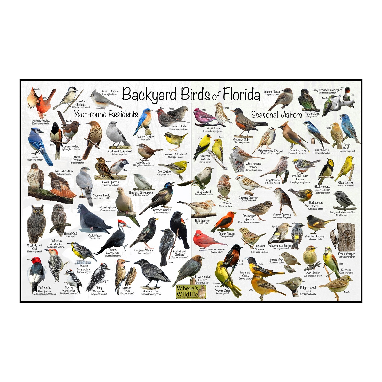 Backyard Birds of Florida Bird Identification Nature Poster / Quick Bird Guide