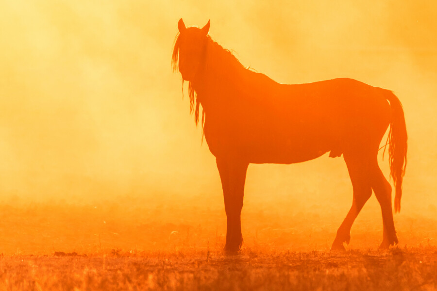Horse Grazes in The Meadow at Sunset Poster Premium Quality Choose your Size