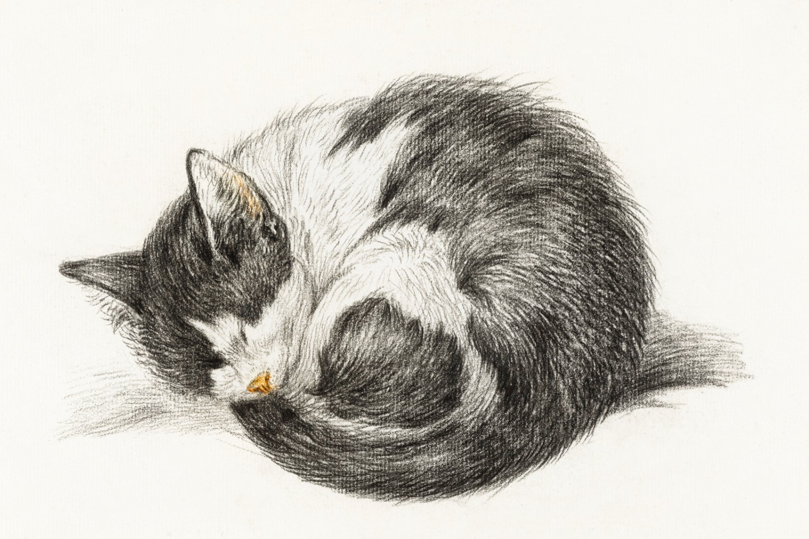 17126.Wall Decor Poster.Interior Art.Painting Bernard Rolled up Sleeping Cat
