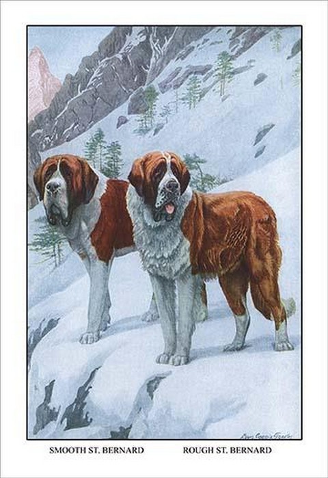 Two Saint Bernards Louis Agassil Fuertes Poster Print