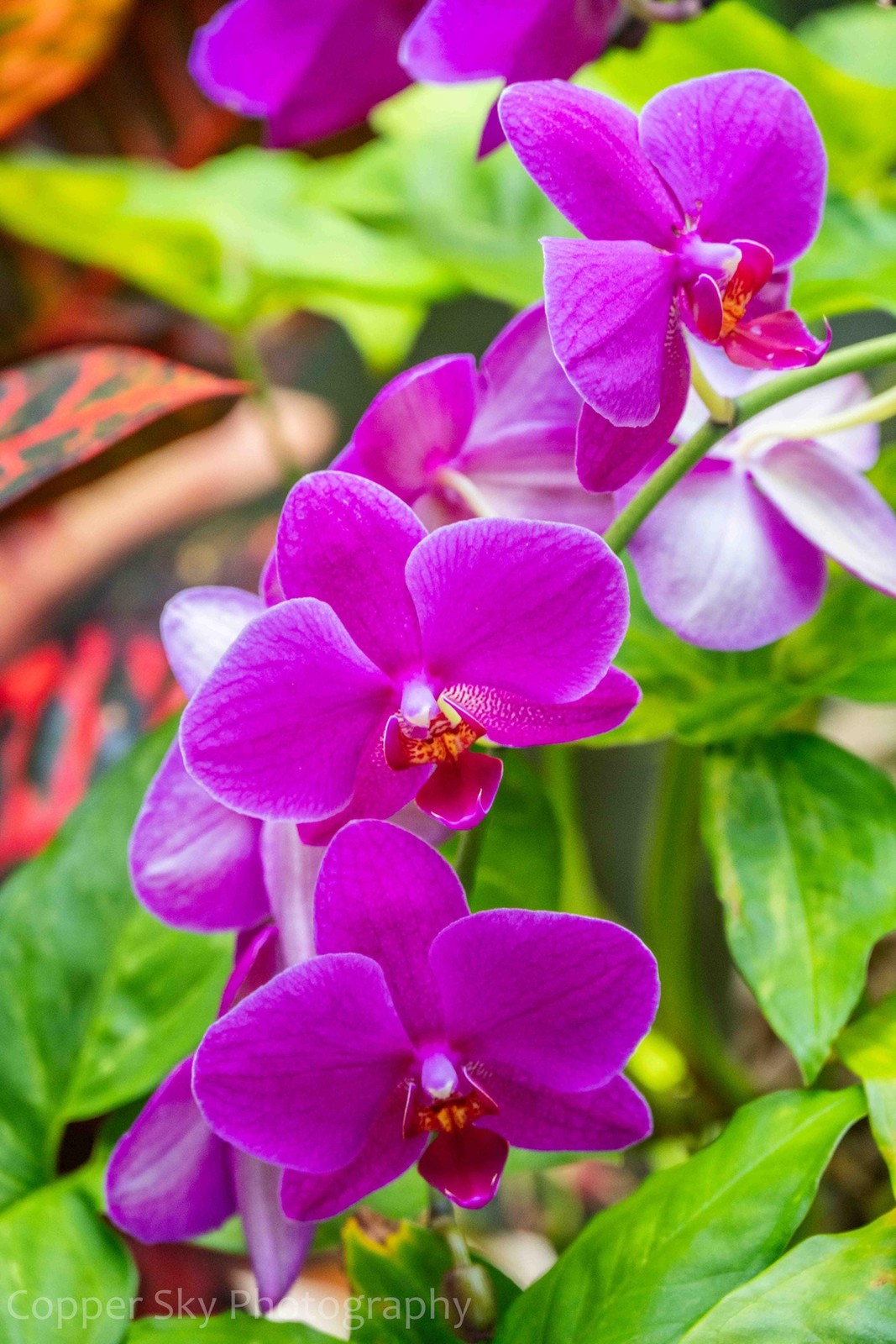 Purple Orchid Print Maui Tropical Flower Photography Archival Paper
