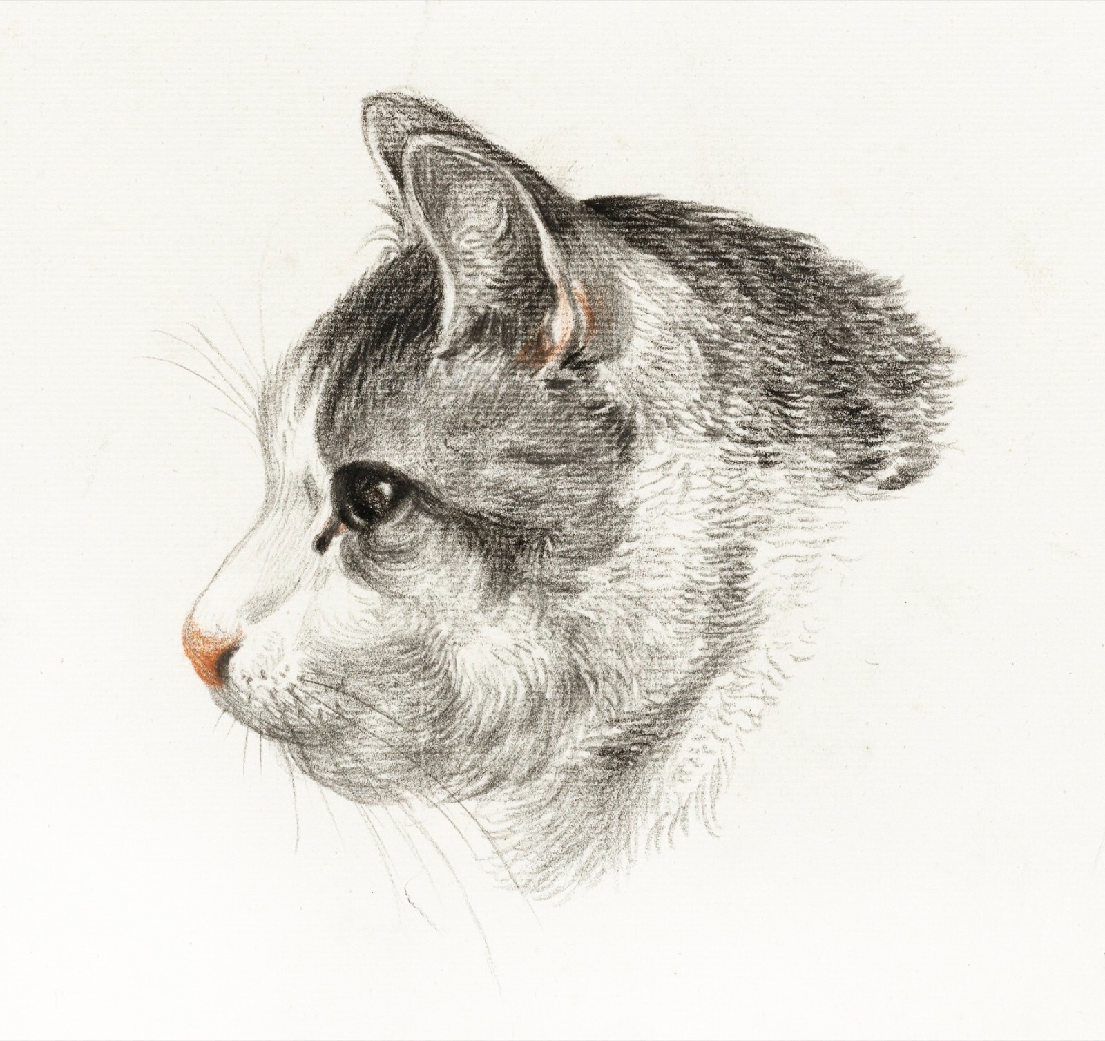 13086.Wall Decor Poster.Oriental home design.Jean Bernard drawing.Cat.Kitten