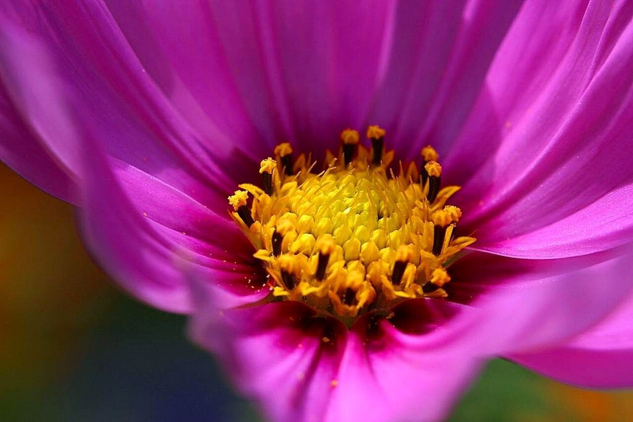 MACRO PURPLE/YELLOW FLOWER Close up PHOTOGRAPHY Photo Art Print Poster 19×13 in
