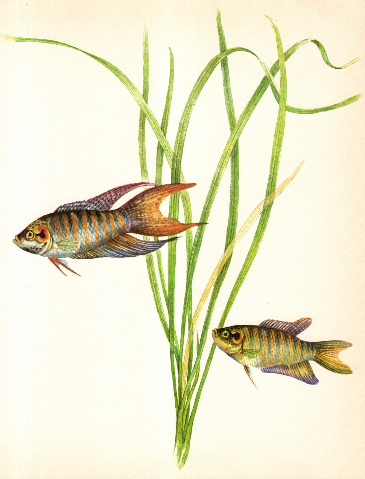 Vintage Tropical Fish Print Paradise Aquarium Fish Print Fishing Decor 6622-44