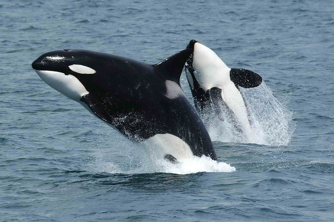 Killer Whale 8×10 High Quality Photo Picture