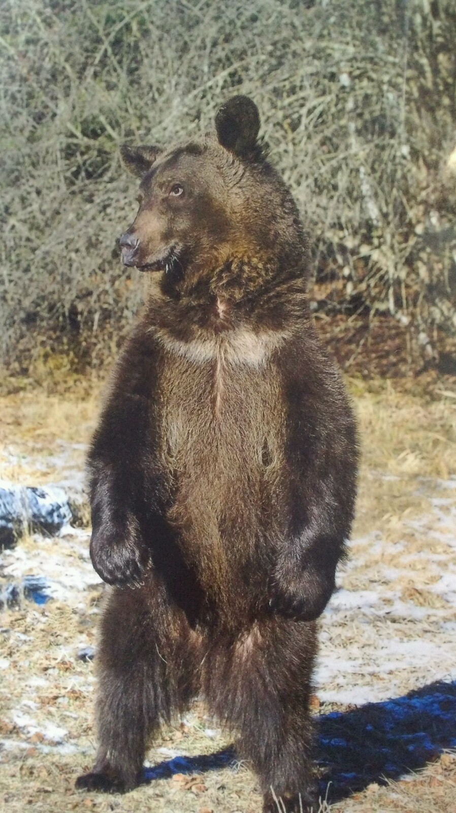 Bear Standing Fine Art HQ Photo Print New Matted 8×10 Steve Doan Signed Sealed