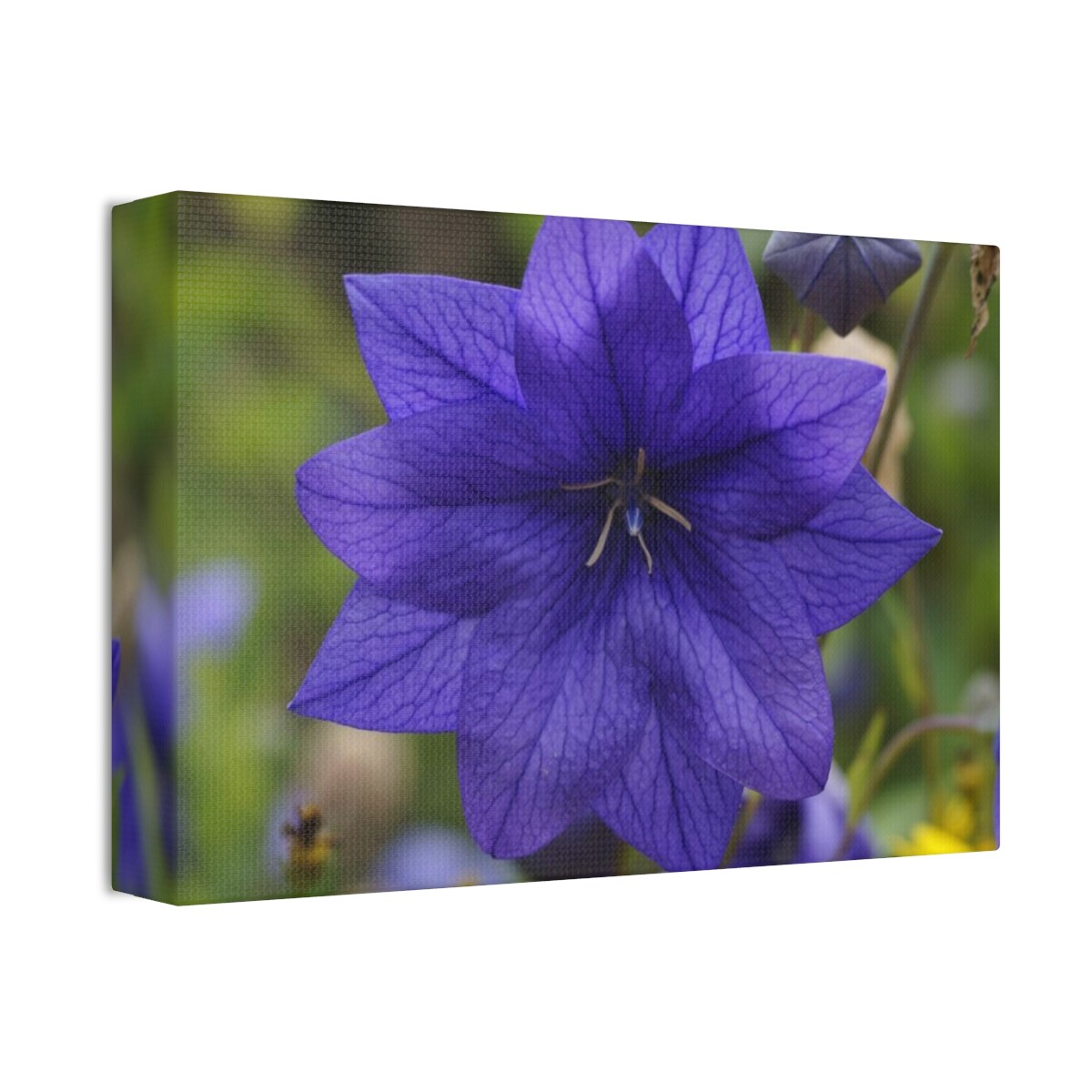 Canvas Stretched, 1.5»