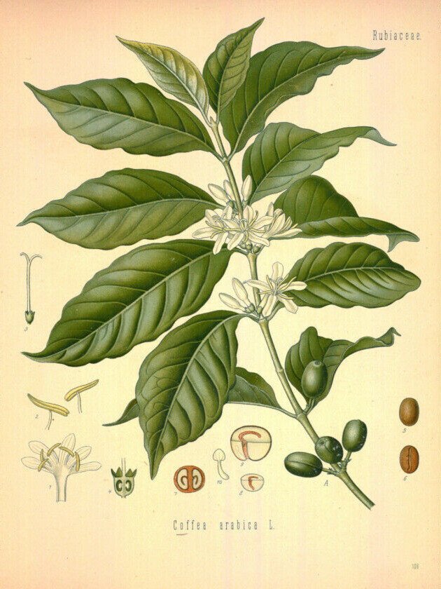 Vintage Coffee Poster, Botanical Scientific Identification Chart, 1883 Coffee