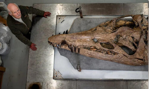Hallan cráneo de casi intacto de Pliosaurio; dominó los mares hace 150 millones de años