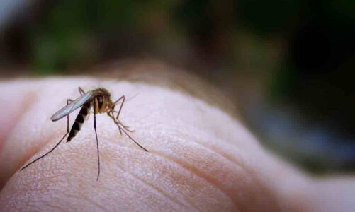 Alerta epidemiológica por dengue en Paraguay tras más de mil casos
