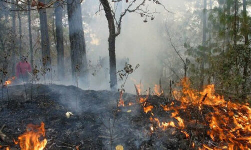 Incendio forestal se sale de control en Oaxaca