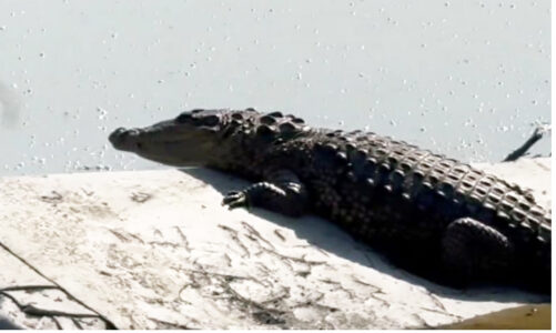Montan operativo para capturar a cocodrilo en laguna La Piedad de Cuautitlán Izcalli