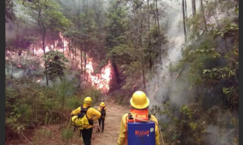 Deforestado el 70% de la zona Sierra Costa de Michoacán; se han perdido 9 mil hectáreas por incendios
