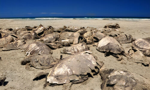 Por omisión de autoridades mueren miles de tortugas caguamas