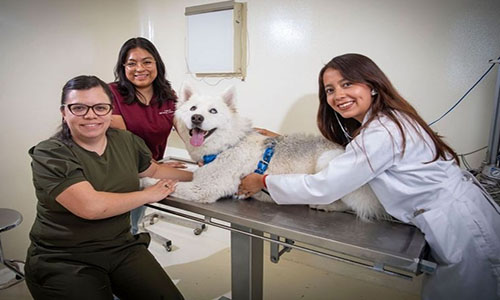 CU Amecameca de UAEMéx ofrece servicios médicos veterinarios de calidad