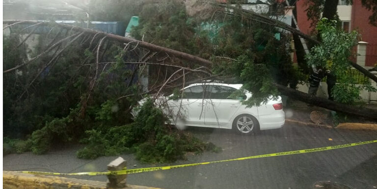 Caída de decenas de arboles en estado de México y CDMx